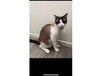 Adopt LUNA a Siamese (short coat) cat in Calimesa, CA (37411621)