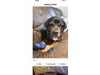 Adopt Orso a Black - with Brown, Red, Golden, Orange or Chestnut Rottweiler /