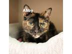 Adopt Abby 23094 a Tortoiseshell Domestic Shorthair / Mixed cat in Escanaba