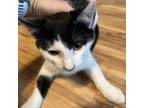 Adopt Blue Jay a White Domestic Shorthair / Mixed cat in Rayville, MO (37274971)