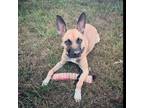 Adopt Penelope a Brown/Chocolate German Shepherd Dog / Pit Bull Terrier / Mixed