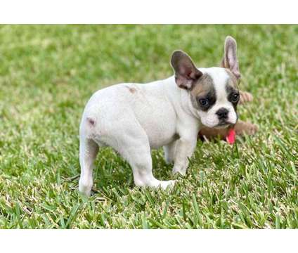Beautiful purebred cream baby frenchie boy is a Male French Bulldog Puppy For Sale in Davie FL