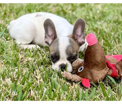 Beautiful purebred cream baby frenchie boy is a Male French Bulldog Puppy For Sale in Davie FL