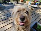 Adopt SAM a Tan/Yellow/Fawn Otterhound / Schnauzer (Standard) / Mixed dog in