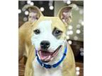 Adopt Addie-Dog a Staffordshire Bull Terrier / Mixed dog in Roanoke