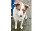 Adopt RITTER a Australian Shepherd / Mixed Breed (Medium) / Mixed dog in