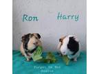 Adopt Harry & Ron a Guinea Pig small animal in Shelby Township, MI (37359935)