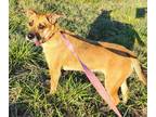 Adopt Abby a Tan/Yellow/Fawn Terrier (Unknown Type, Medium) / Labrador Retriever