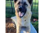 Adopt French Fry a Tan/Yellow/Fawn - with Black Shepherd (Unknown Type) / Great
