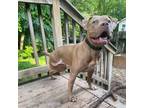 Adopt Paver a Tan/Yellow/Fawn Pit Bull Terrier / Mixed dog in Austin