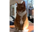 Adopt Julio (in foster) a Domestic Shorthair / Mixed (short coat) cat in