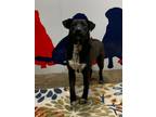 Adopt Wyatt a Mixed Breed (Medium) / Mixed dog in Jonesboro, AR (37283112)