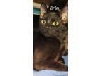Adopt Erin a Domestic Shorthair / Mixed (short coat) cat in Kendallville