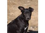 Adopt Lacey a Black Mixed Breed (Medium) dog in Norristown, PA (37392671)