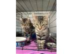 Adopt 22-0388 a Domestic Shorthair / Mixed (short coat) cat in Darlington