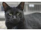 Adopt Dawson a Black (Mostly) Domestic Shorthair (short coat) cat in Lago Vista