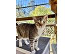 Adopt Ringo a Brown Tabby Domestic Shorthair (short coat) cat in Lago Vista