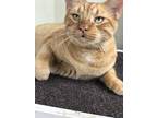 Adopt Jack a Orange or Red Tabby Domestic Shorthair (short coat) cat in Lago