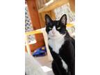 Adopt Theodore a Black & White or Tuxedo Domestic Shorthair (short coat) cat in