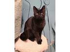 5907 (Montie) Domestic Shorthair Young Male
