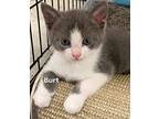 Burt American Shorthair Kitten Male