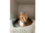 Lasagna Domestic Shorthair Adult Male