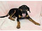Jeff *FOSTER NEEDED* Black and Tan Coonhound Young Male