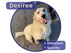 Desiree Poodle (Standard) Young Female
