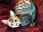 KITTEN OSLO Domestic Shorthair Kitten Male