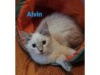 Alvin Ragdoll Kitten Male