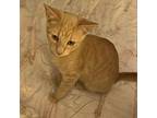 Nora Jane Domestic Shorthair Young Female