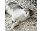 Merlin American Shorthair Kitten Male