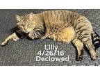 Lily Tabby Adult Female