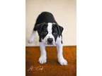 Marlin American Bulldog Puppy Male