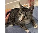 Margo Domestic Shorthair Young Female