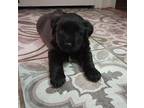 Willow Flat-Coated Retriever Puppy Female