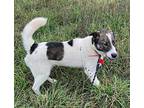 Shariq Anatolian Shepherd Young Male