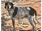 Matilda (Momtilda) Bluetick Coonhound Adult Female