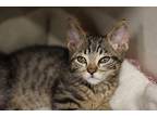 Ozzie (Bonded with Rupert) Domestic Shorthair Kitten Male