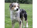 Darlyn Cookie Australian Shepherd Adult Female