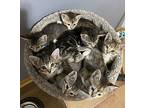 Jasper (Fostered in Omaha) Domestic Shorthair Kitten Female