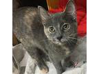 Destiny Domestic Shorthair Young Female