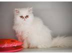 Coco Puff Persian Young Female