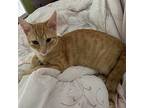 Trudy Domestic Shorthair Young Female