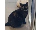 Sonia American Shorthair Adult Female