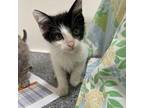 Jason Domestic Shorthair Kitten Male