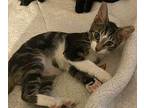 Rocket Domestic Shorthair Kitten Male