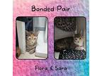 Flora and Sara (Bonded Pair) Domestic Shorthair Young Female