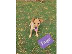 Faye Terrier (Unknown Type, Small) Puppy Female