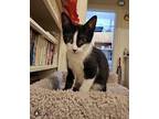 Han Domestic Shorthair Kitten Male